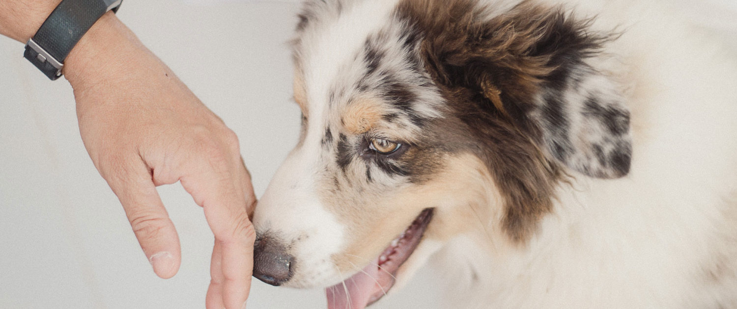 man holding out hand to Australian Shepard, New Yorkers need renters insurance with pet protection